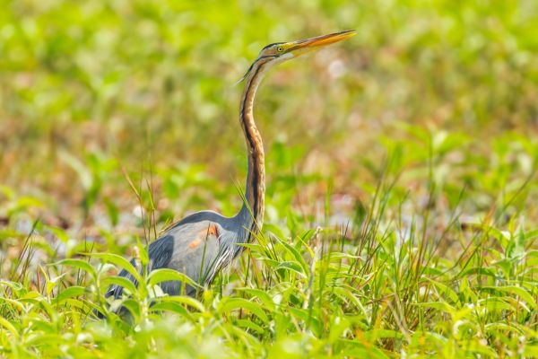 photo héron cendré fonsorbes